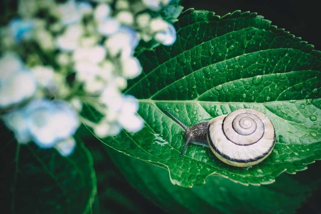 caracol em cima de uma folha verde, rodeado de flores. passo lento e slow.