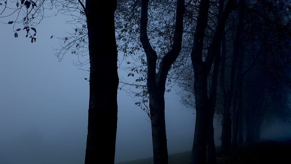 troncos de árvore numa manhã escura de outono com nevoeiro, slow living portugal