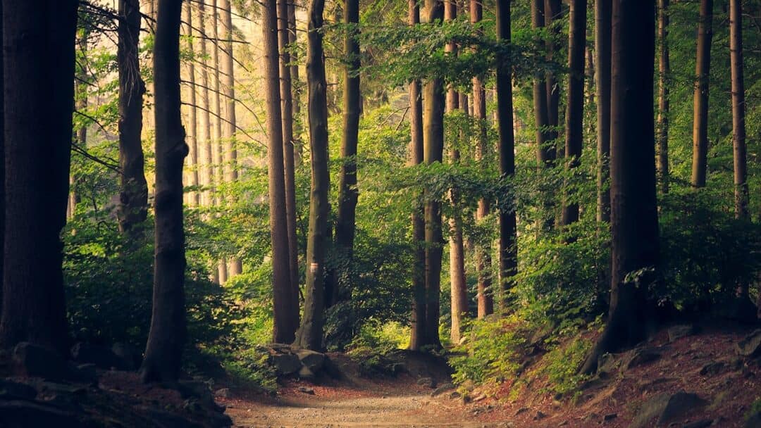 floresta com troncos de árvores altas e frondosas. cenário de natureza e tranquilidade.