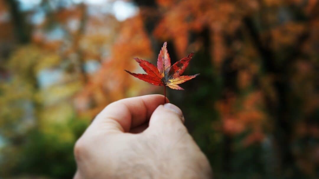 colheita, blog slow living portugal